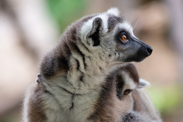 Lemur