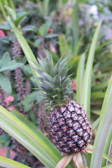 Pineapple growing on a tropical plant in thailand