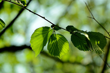 gr&uuml;ne Bl&auml;tter im Sonnenlicht