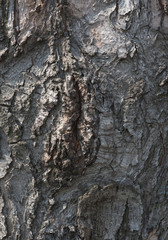Wooden texture