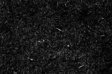 Texture of black burned grass. Black grass after fire on a field. - obrazy, fototapety, plakaty