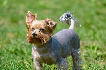 yorkshire terrier playing on green grass