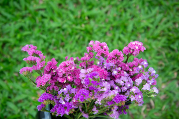 Obraz premium Fuchsia dry flower