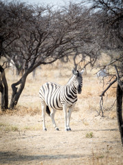 Obraz premium Zèbre de Namibie
