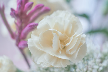 white pink flower macro