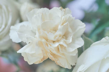white pink flower macro
