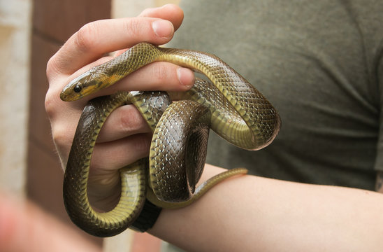 Serpente sulle mani di una donna per la festa di San Domenico a Cocullo
