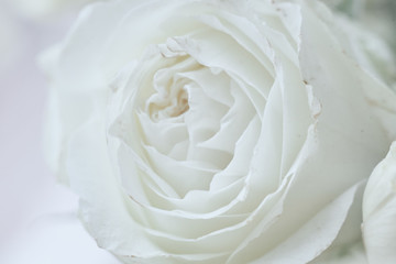 white pink flower macro