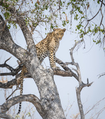 Leopard from Namibia