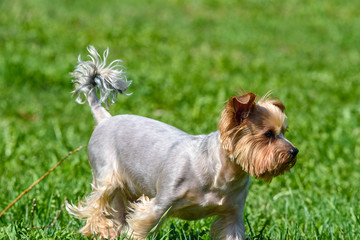 yorkshire terrier playing on green grass