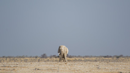 Fototapeta na wymiar Elephant from Namibia