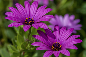 Obraz premium Spring colors