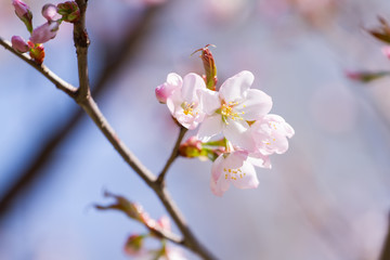 Naklejka na ściany i meble Beautiful cherry blossom sakura in spring time over blue sky.