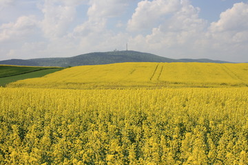 Kwitnący żółty rzepak na polu