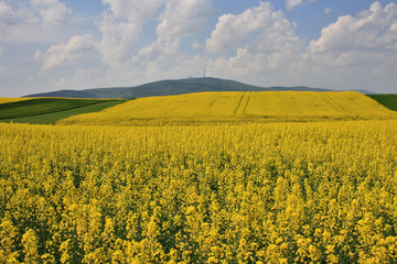 Obraz premium Field covered with flowering oilseed rape, in the background, a view of the Świętokrzyskie Mountains
