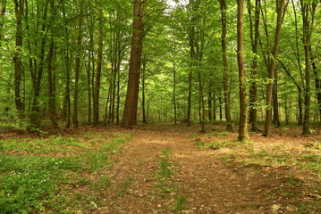 road to the forest