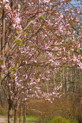 Beautiful tree of cherry blossom sakura in a garden