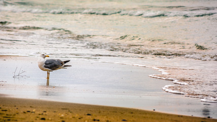 black sea beach