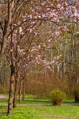Beautiful tree of cherry blossom sakura in a garden