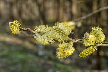 The furry buds of pussy willow. This is Eared willow (Salix aurita). Flowering willow close up.