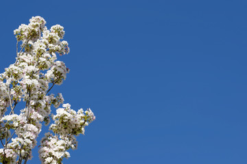 White sakura flowers. Cherry blossom isolated blue sky background.