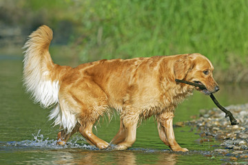 Golden Retriever bringing back stick from the water.
