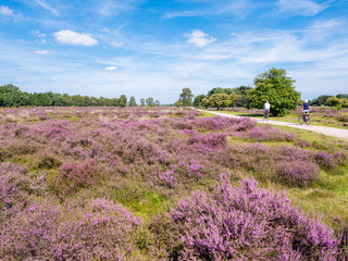 Fototapeta na wymiar People bicycling through purple heathland, Hilversum, Netherlands
