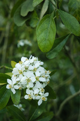 White flowers (Mexican orange blossom - Choisya ternata), Rennes, France.