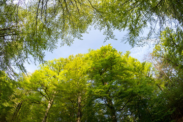 Fototapeta premium Rotbuchenlaub im Frühjahr / Rotbuche (Fagus sylvatica) Laub, Blätter