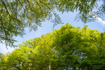 Rotbuchenlaub im Frühjahr / Rotbuche (Fagus sylvatica) Laub, Blätter