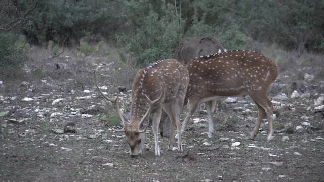 axis deer in the wild