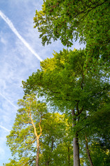 Rotbuchenlaub im Frühjahr / Rotbuche (Fagus sylvatica) Laub, Blätter