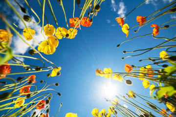 Tulips from below looking up at them against the blue sky.
