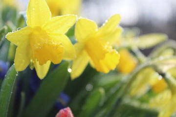 Fototapeta premium Yellow Flower Daffodil