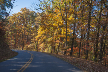 Obraz premium yellow leaves along the road