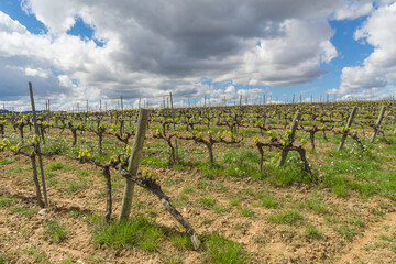 Fototapeta na wymiar Field of vines under cloudy sky