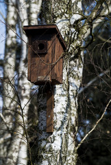 birdhouse on birch