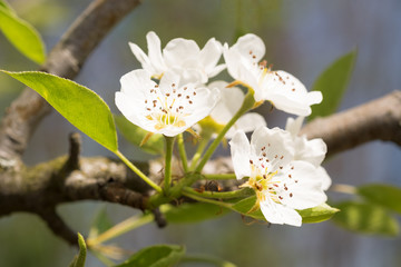Apple blossoms close-up on  spring day.
