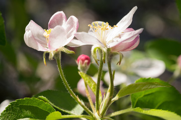 Obraz premium Graceful Flowers of apple tree in spring.
