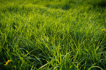 Natural green grass