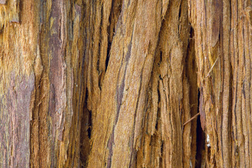 old yellow bark