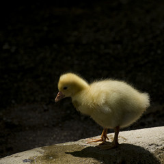 cute little gosling