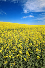 Obraz premium Rape is a yellow-coloured plant which produces oil . 