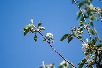 apple blossom on a sky background in the spring day