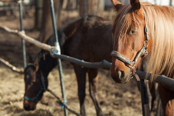 beautiful brown horse on the street outside at sunset