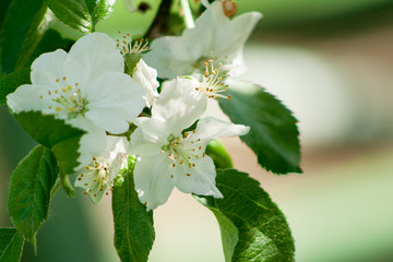 apple blossoms on branches in the spring day