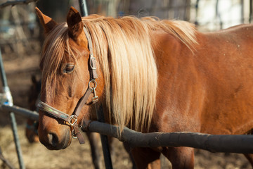beautiful brown horse on the street outside at sunset