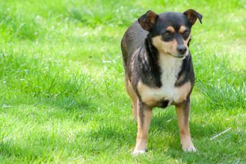 Naklejka na ściany i meble a dark-colored dog standing on green grass facing the camera