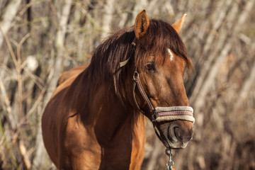 beautiful brown horse on the street outside at sunset