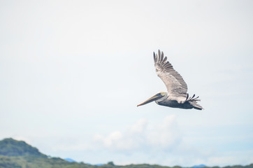 pelicanos